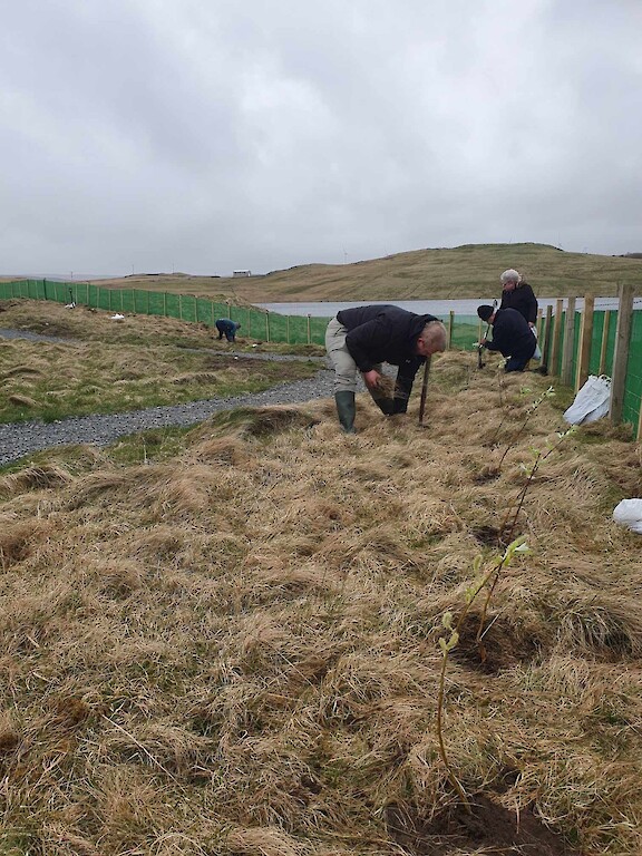 Volunteers at work during the Aald Skül tree planting days