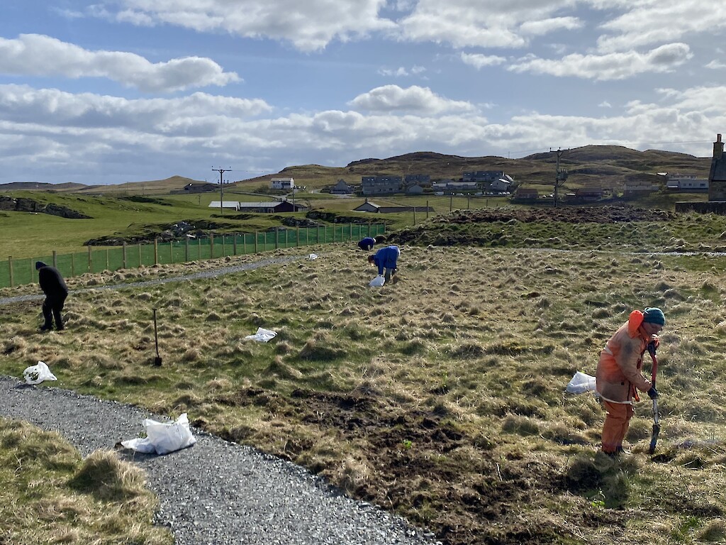 Community volunteers planting trees at the Aald Skül
