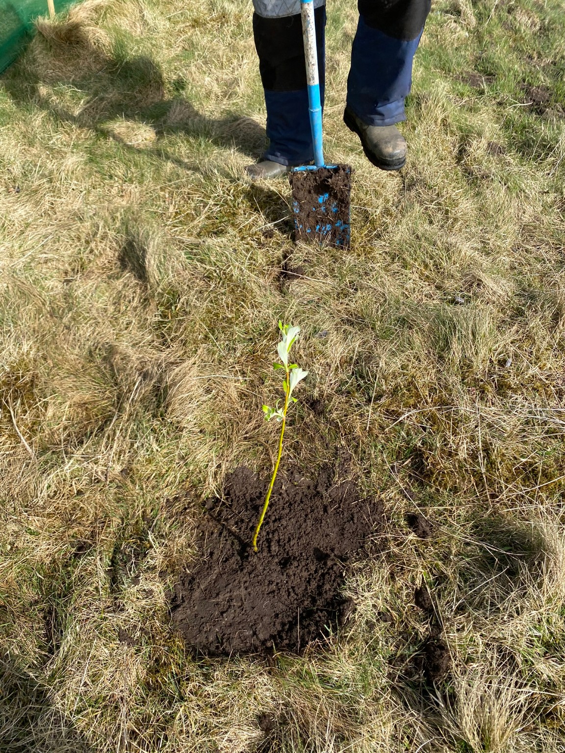 A newly planted young tree beside a spade